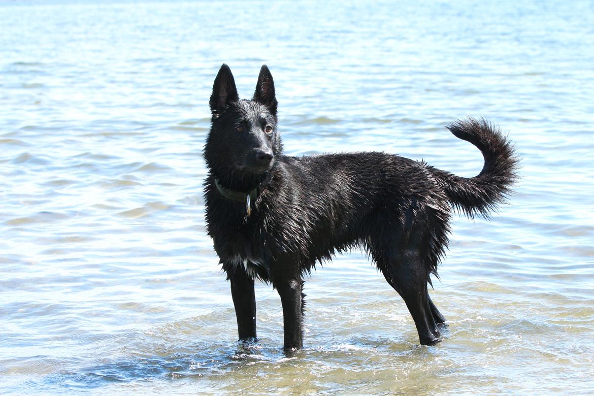 Hollandsk hyrdehund Billie Jean av Goldbite billede 1