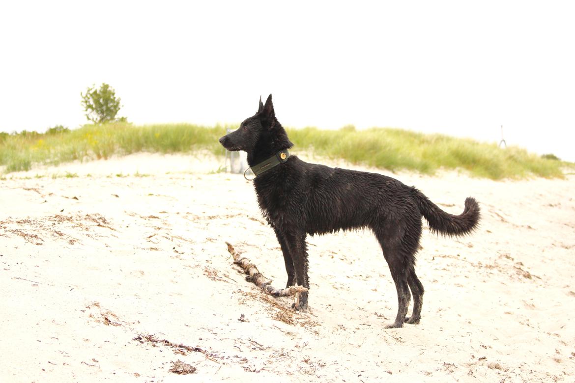 Hollandsk hyrdehund Billie Jean av Goldbite billede 3