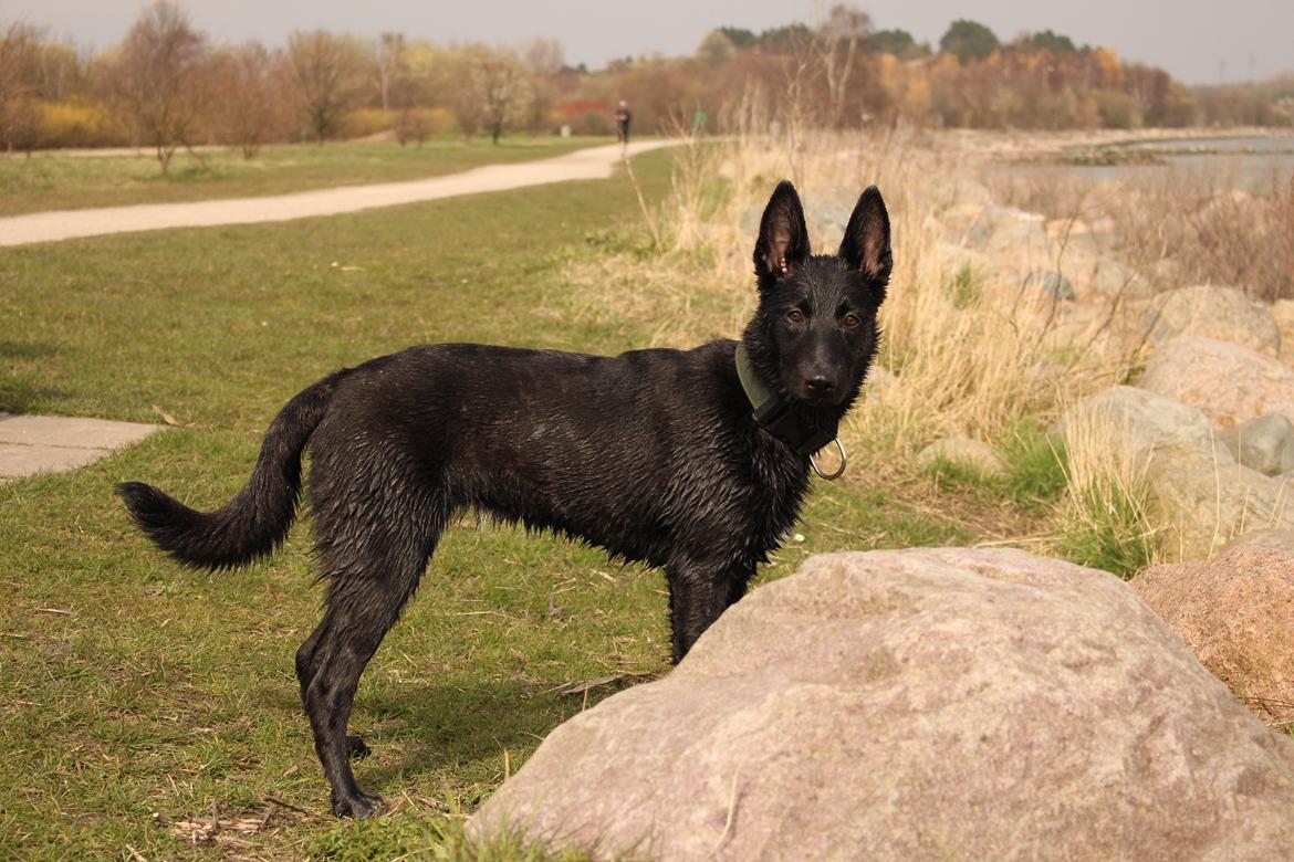 Hollandsk hyrdehund Billie Jean av Goldbite billede 4