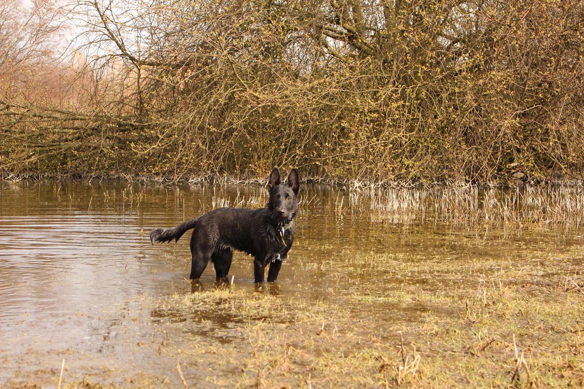 Hollandsk hyrdehund Billie Jean av Goldbite billede 5