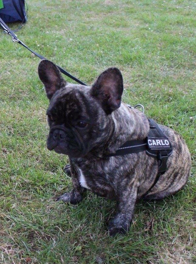 Fransk bulldog Carlo billede 2