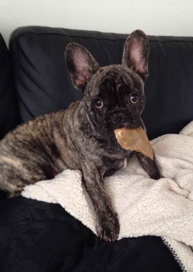 Fransk bulldog Carlo billede 1