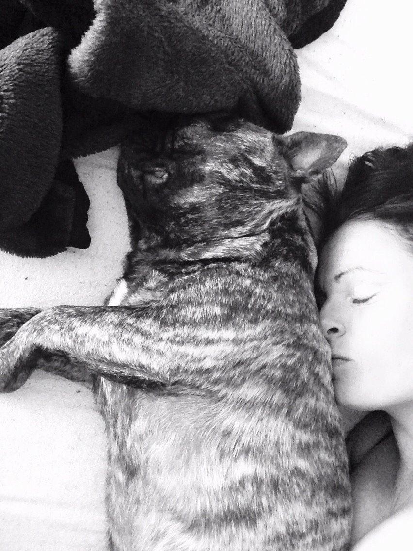 Fransk bulldog Carlo billede 3