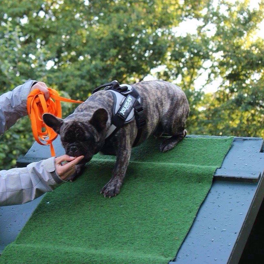 Fransk bulldog Carlo billede 4