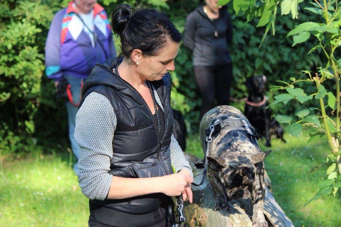 Fransk bulldog Carlo billede 5