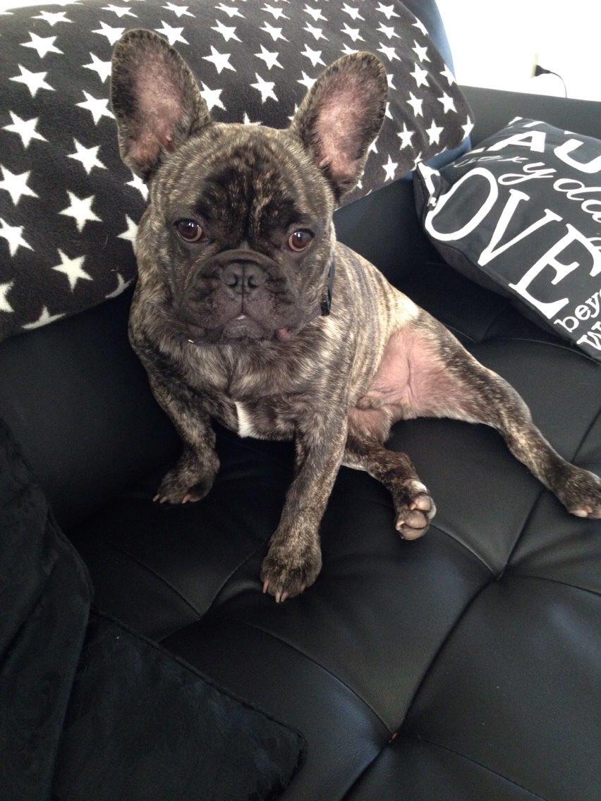 Fransk bulldog Carlo billede 6