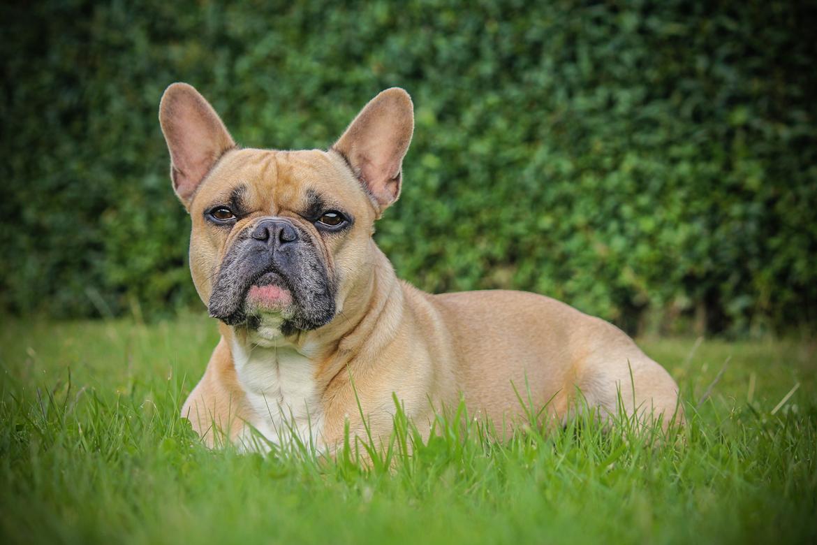 Fransk bulldog Mojo billede 24