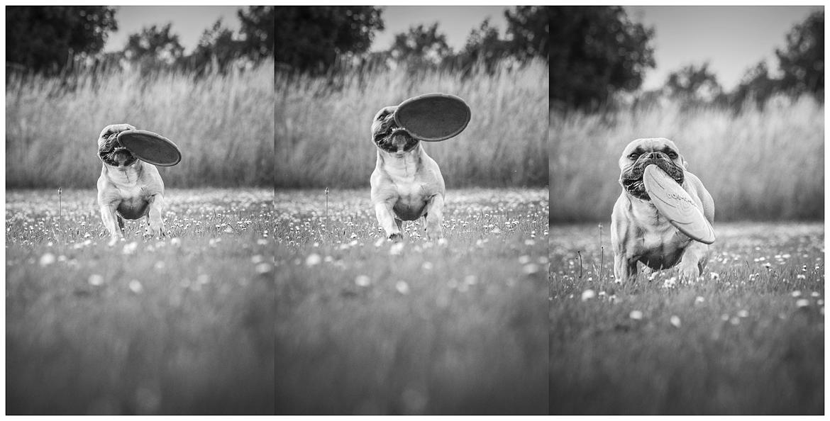 Fransk bulldog Mojo billede 23