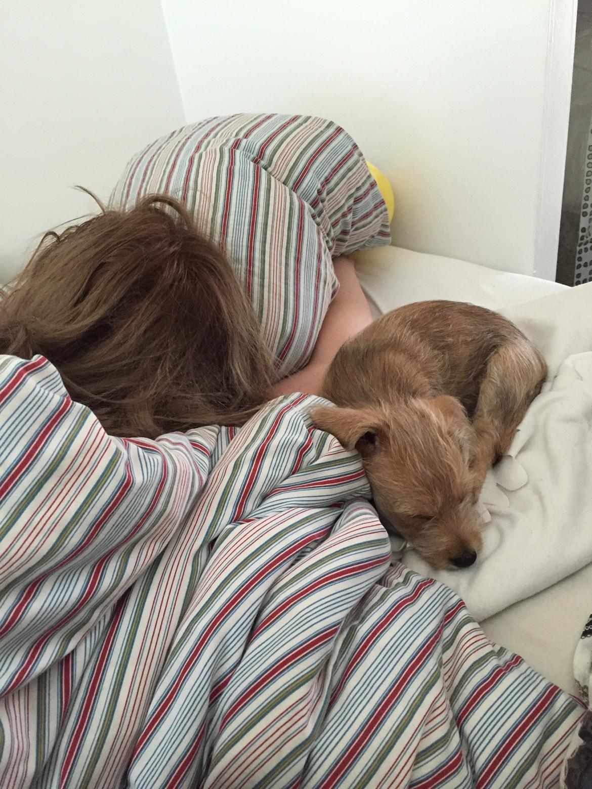 Blanding af racer Anton billede 19