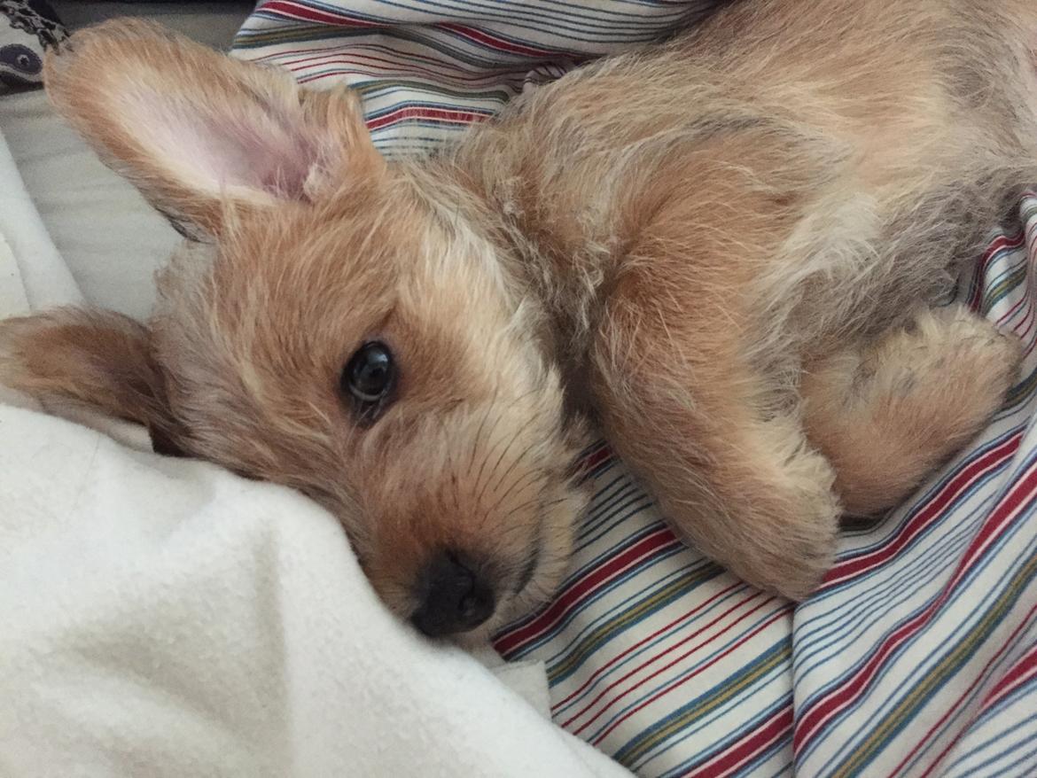 Blanding af racer Anton billede 14