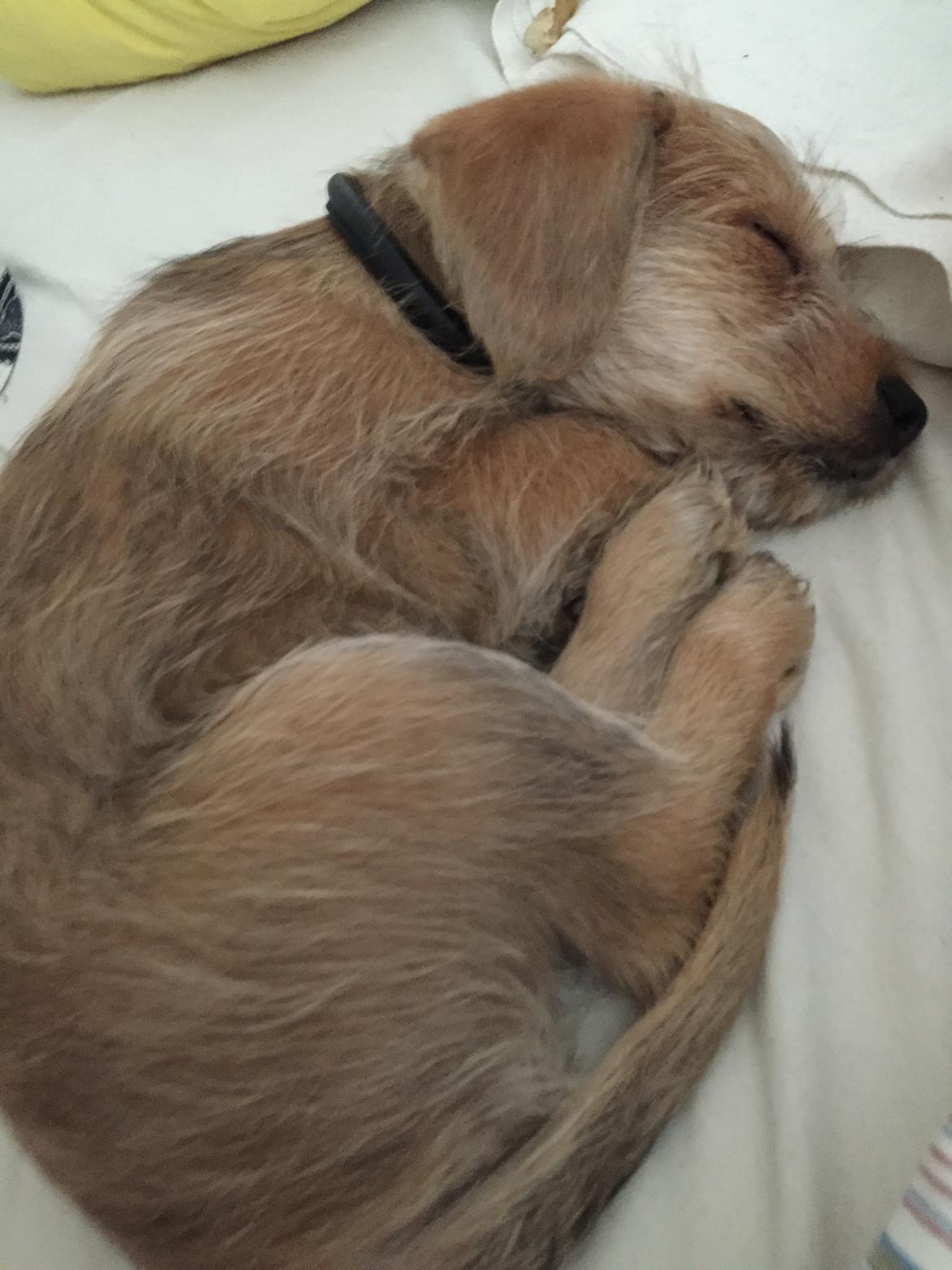 Blanding af racer Anton billede 17