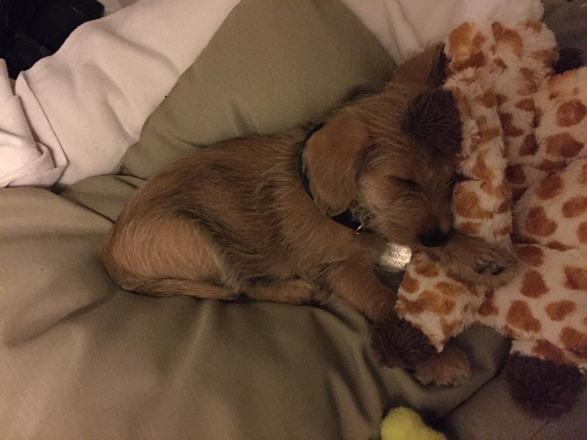 Blanding af racer Anton billede 20