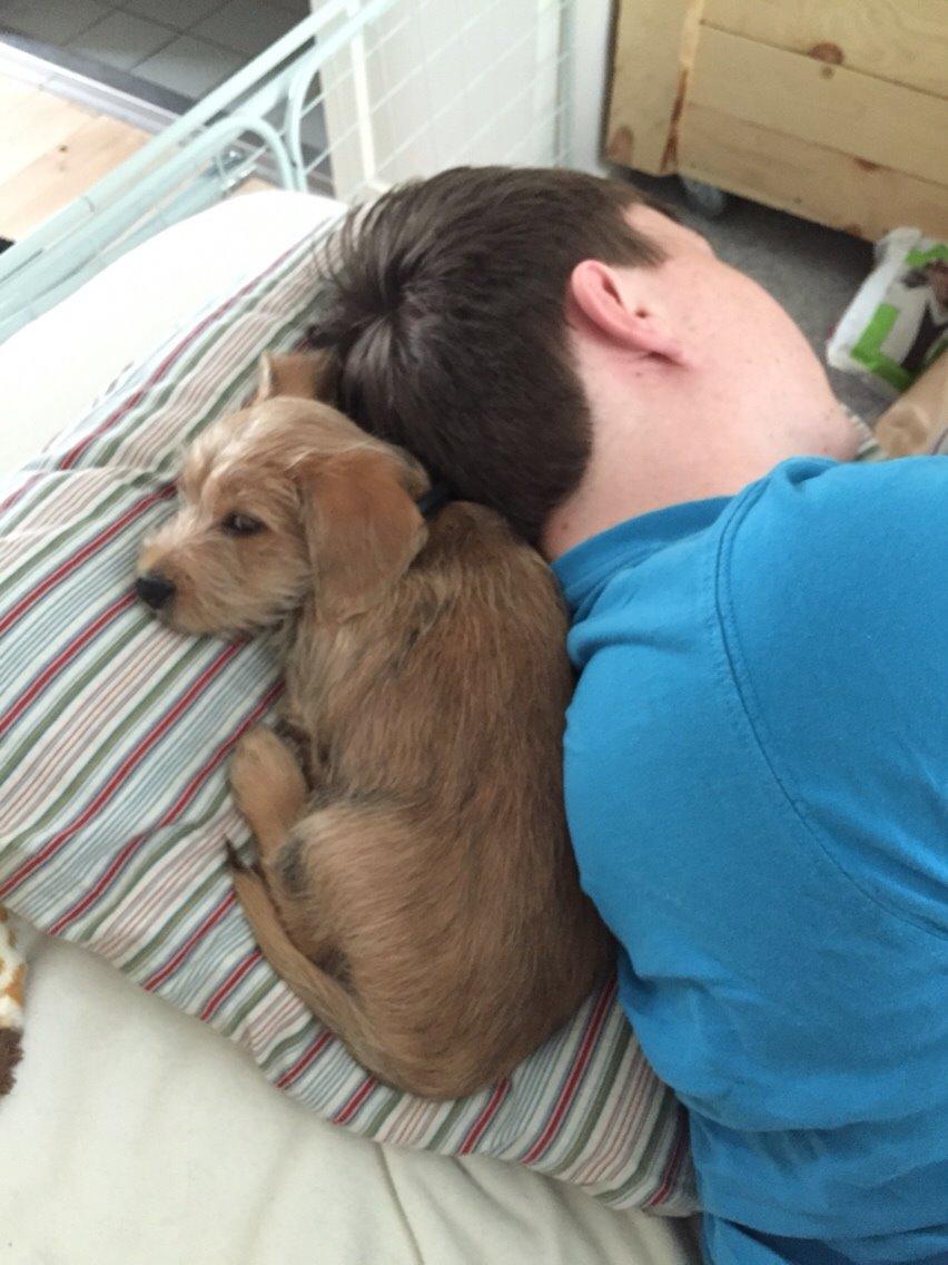 Blanding af racer Anton billede 21