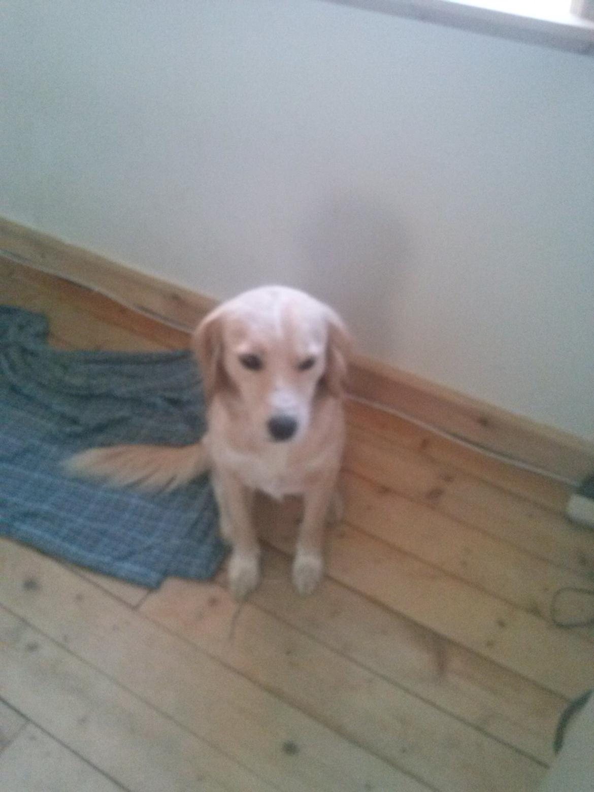 Blanding af racer Zita billede 1