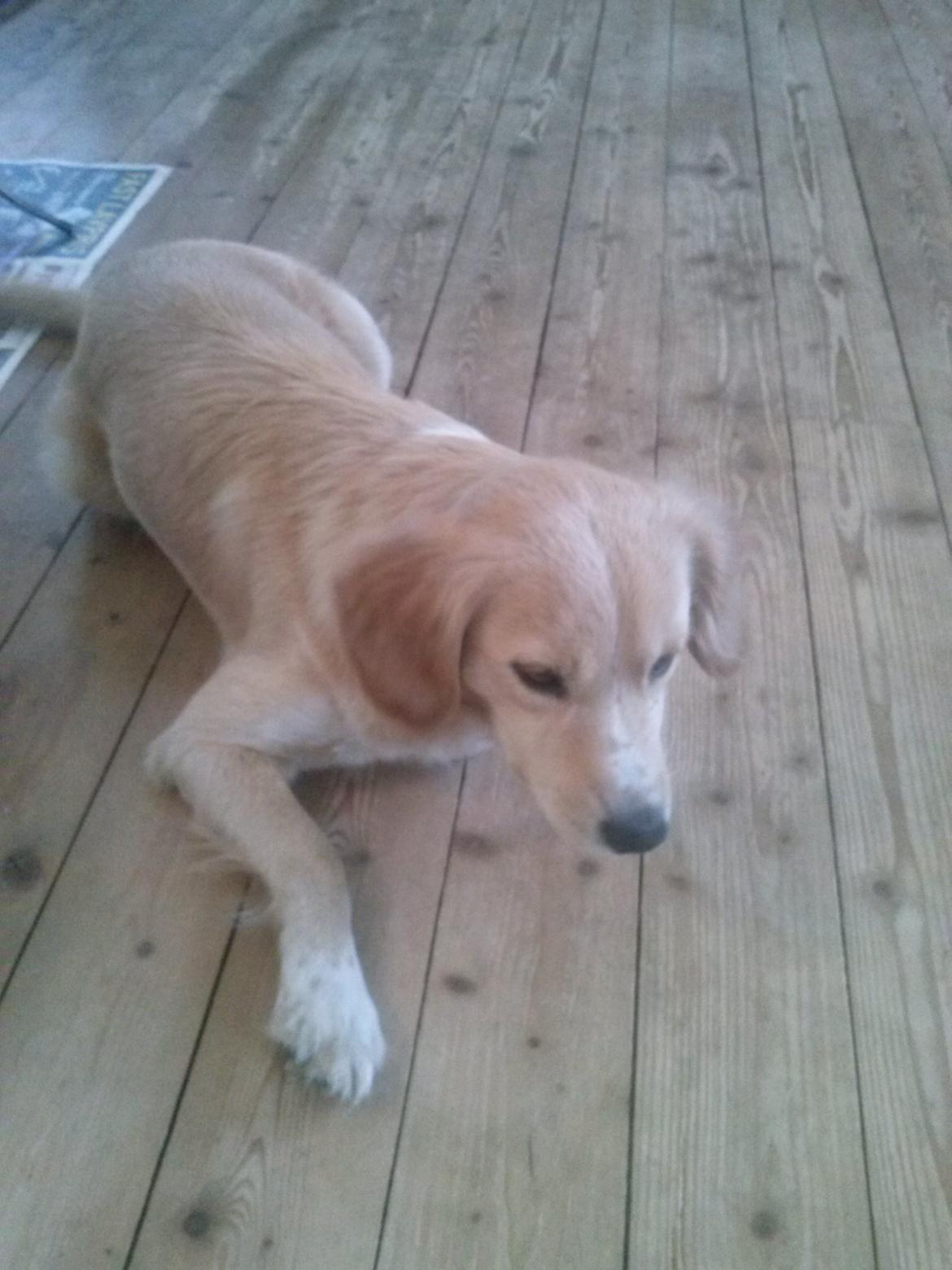 Blanding af racer Zita billede 2