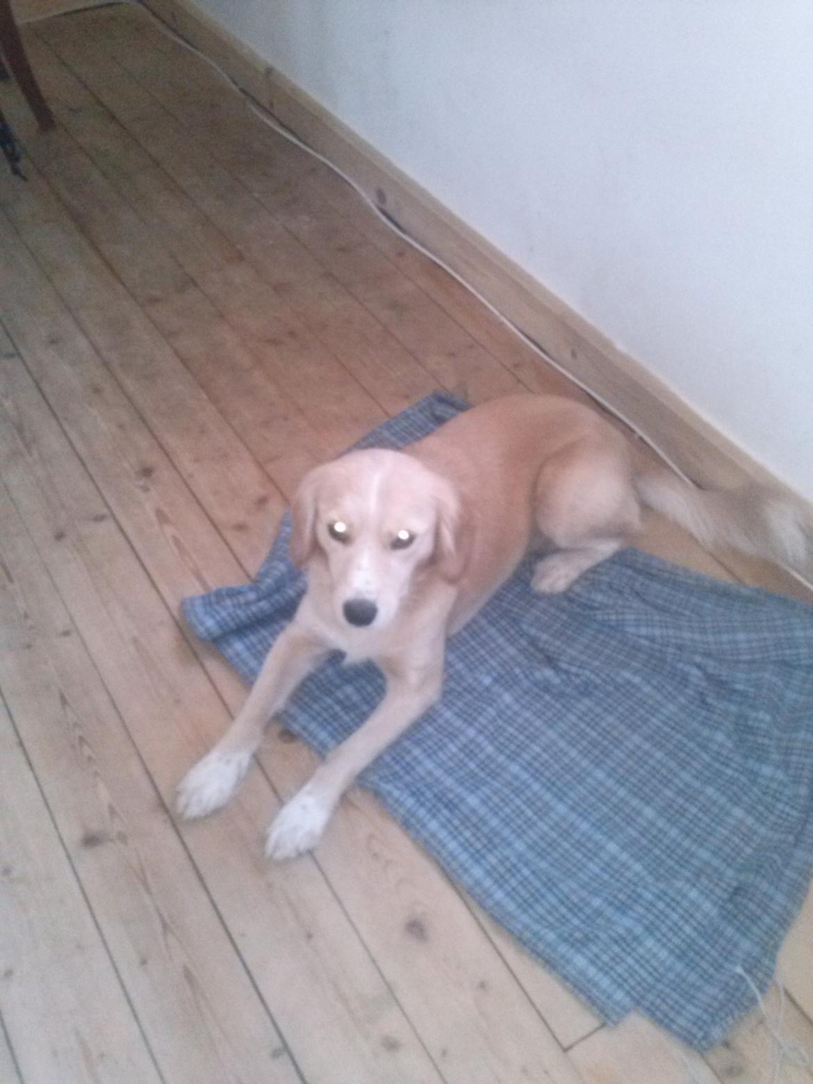 Blanding af racer Zita billede 3