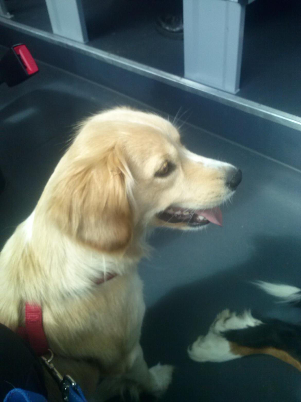 Blanding af racer Zita billede 4