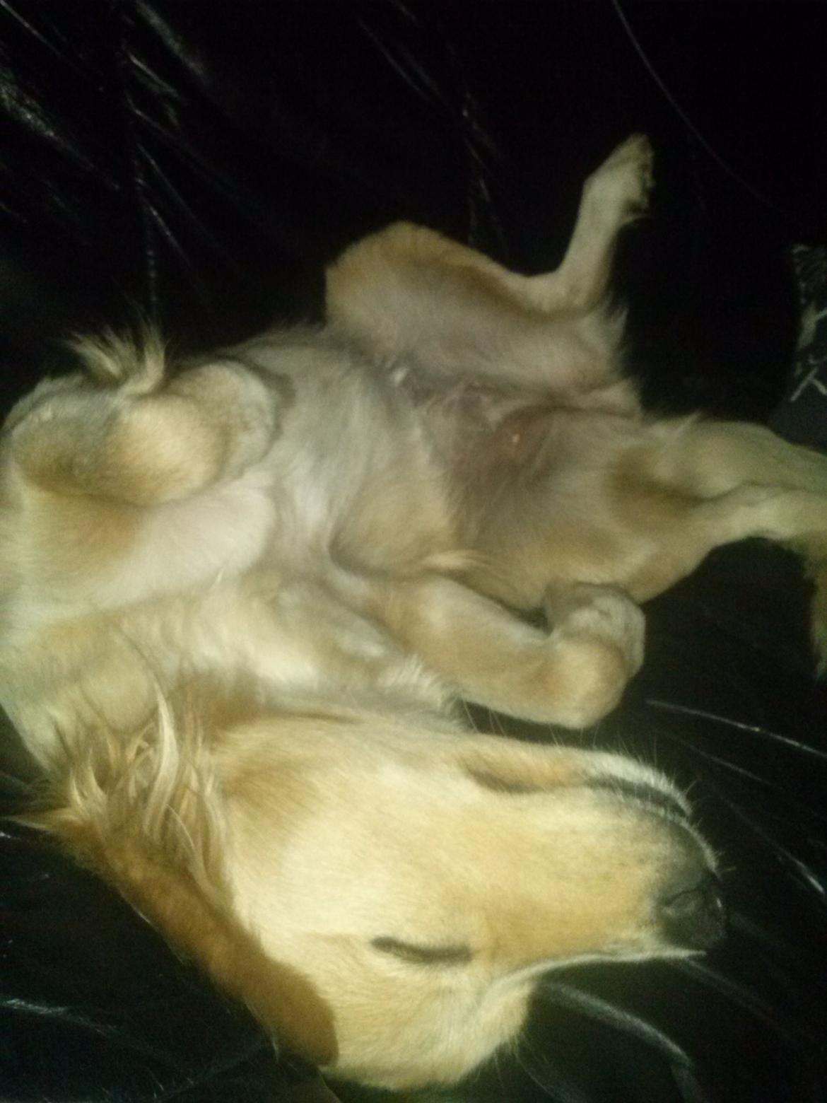 Blanding af racer Zita billede 5