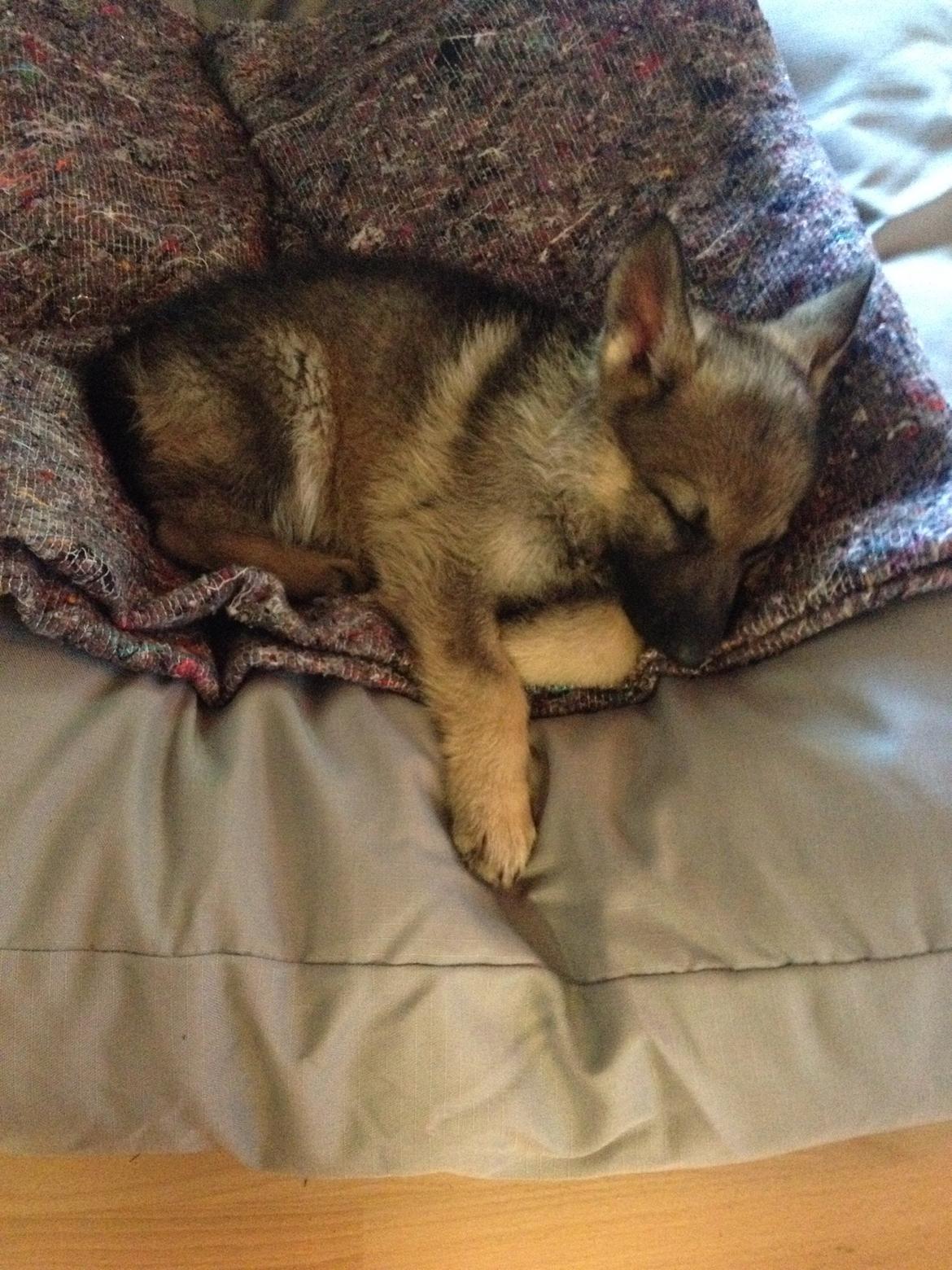 Schæferhund Nana billede 1