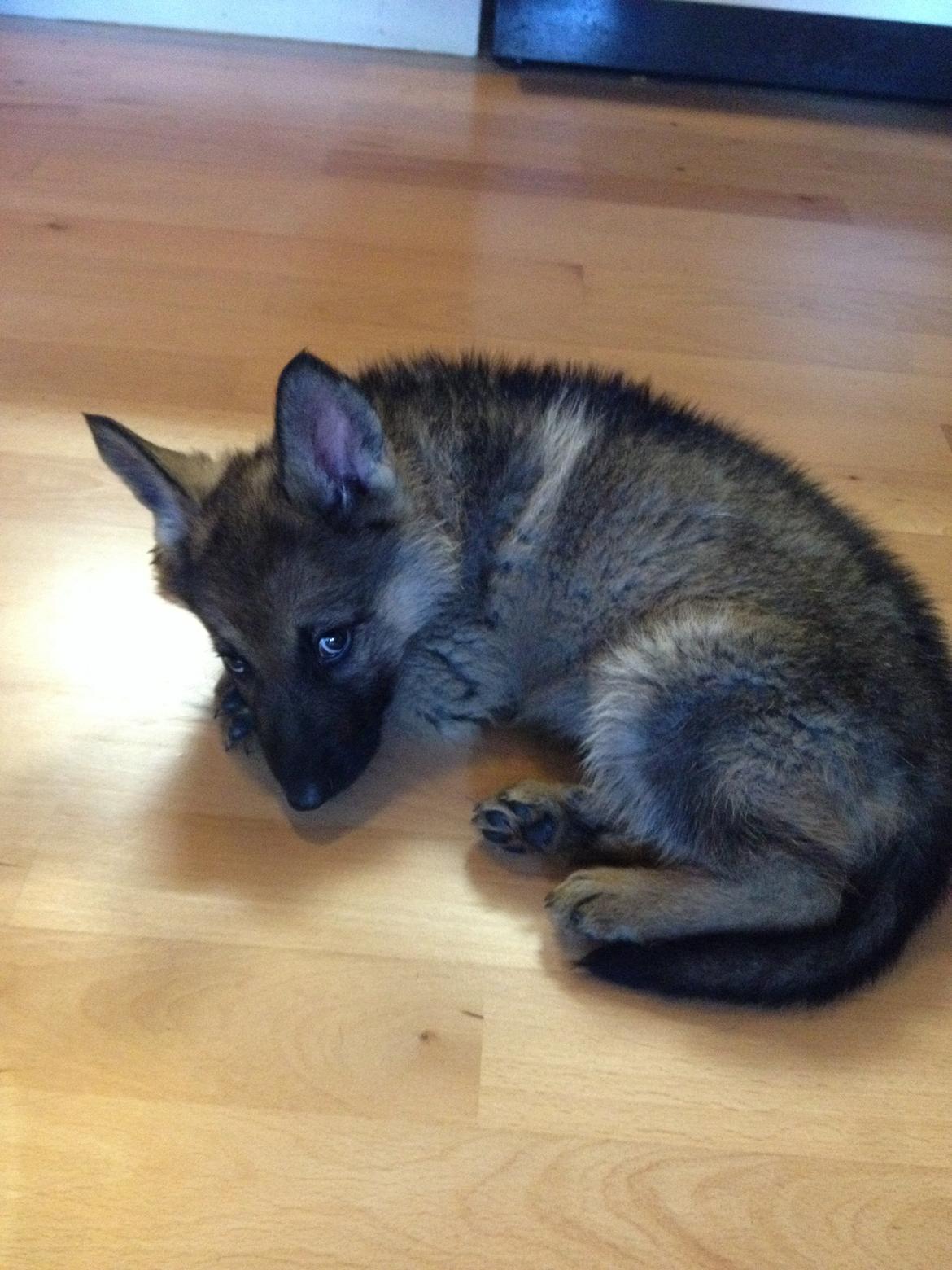 Schæferhund Nana billede 2