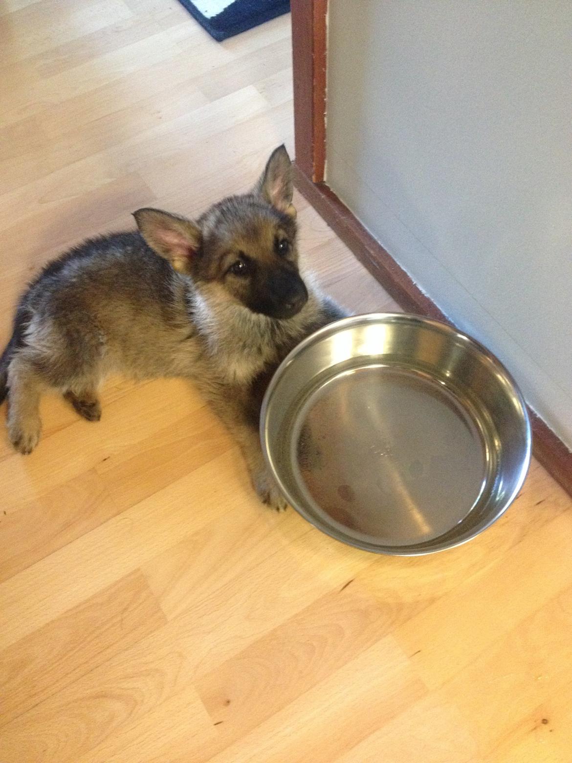 Schæferhund Nana billede 3