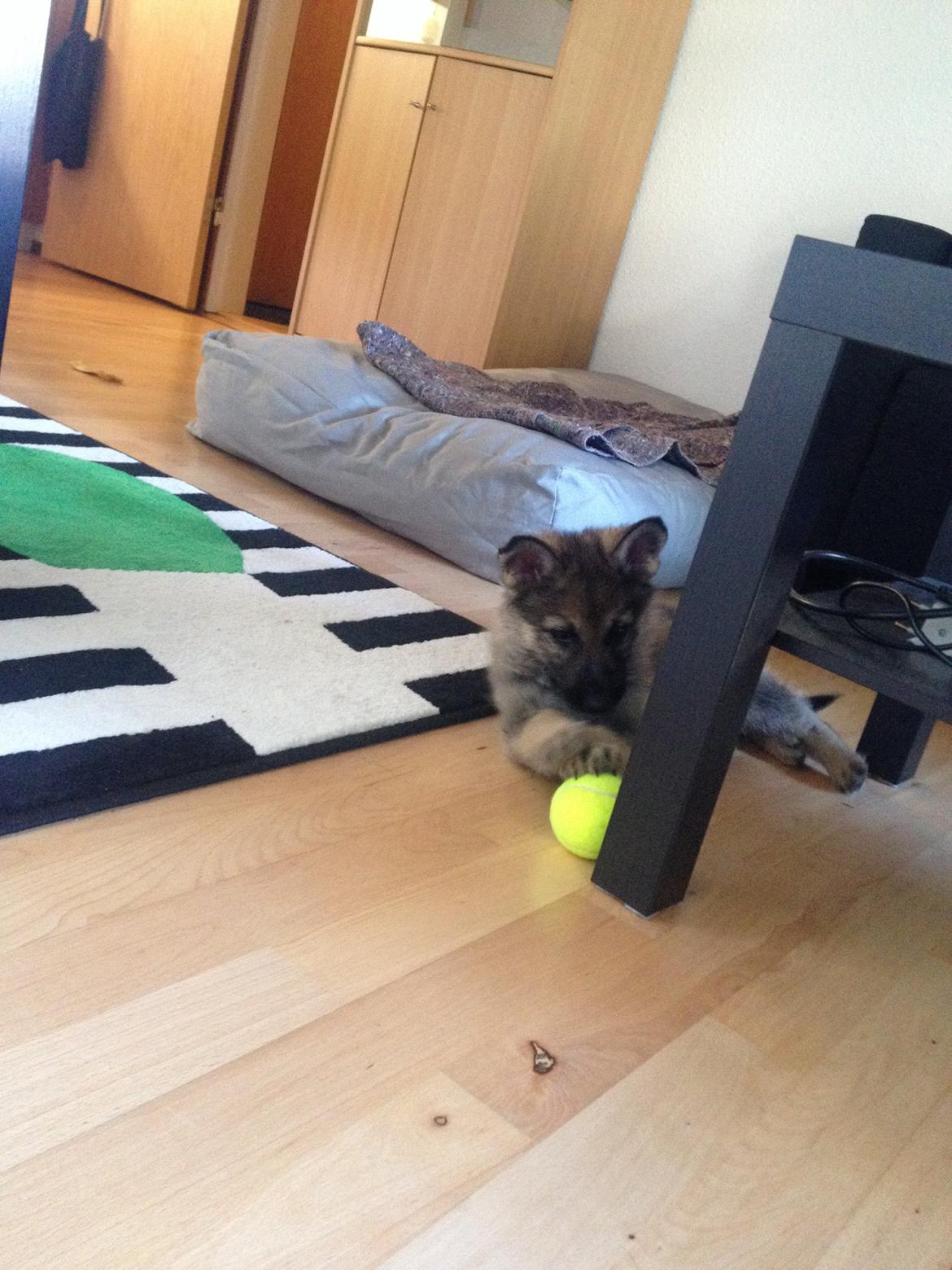 Schæferhund Nana billede 4