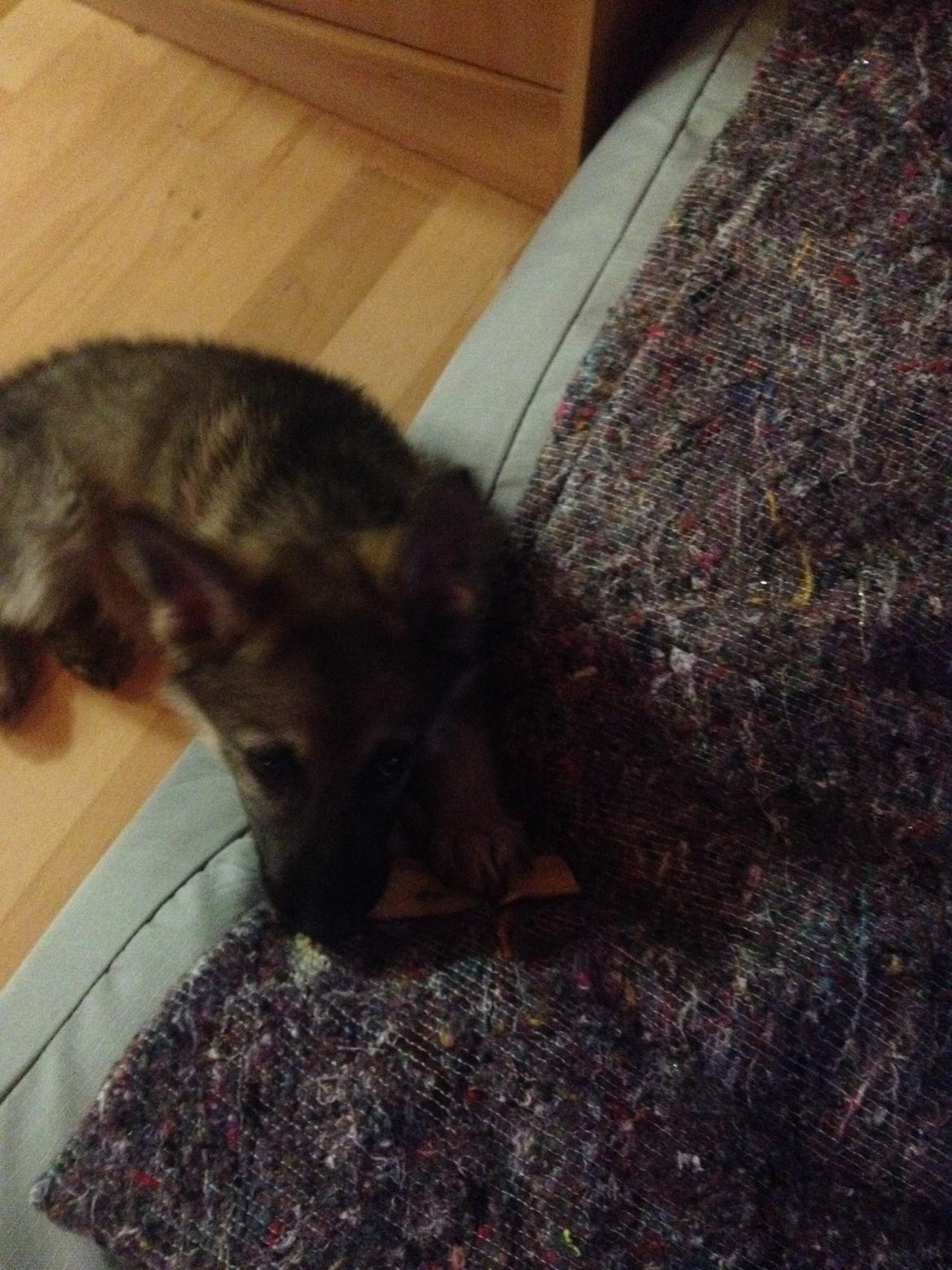 Schæferhund Nana billede 5