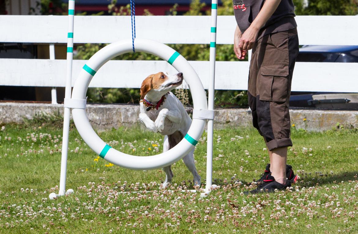 Pointer Tundra - August 2015 billede 24