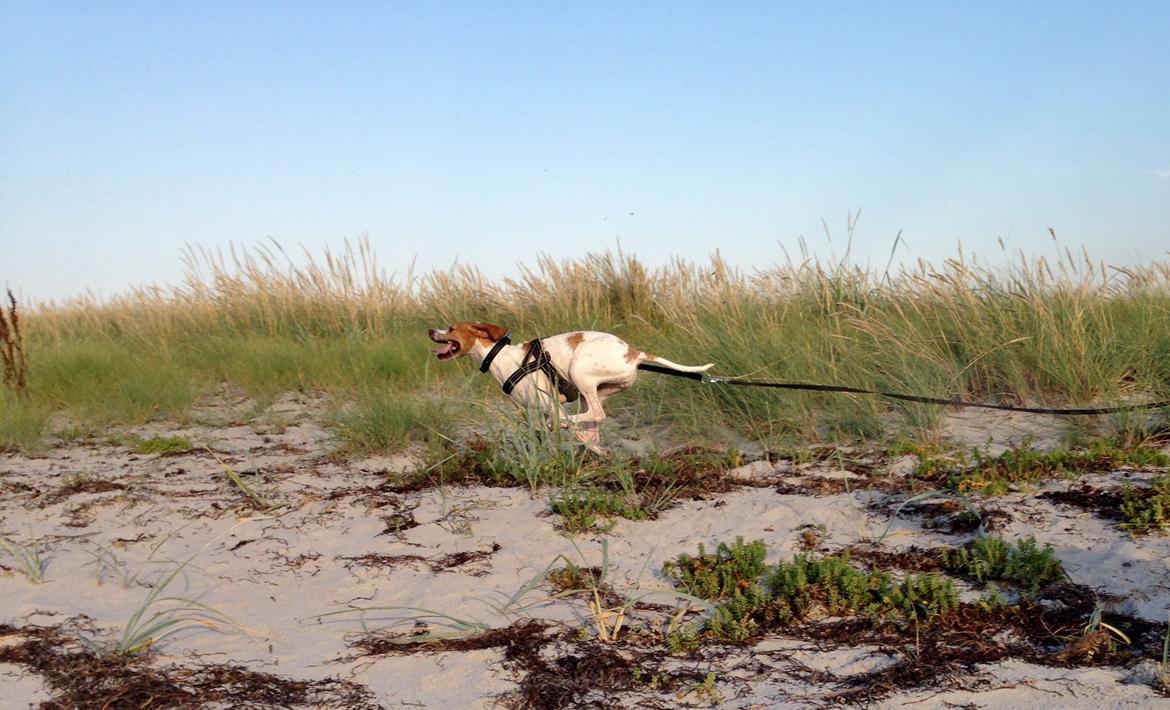 Pointer Oksby Lucca - August 2015 billede 26