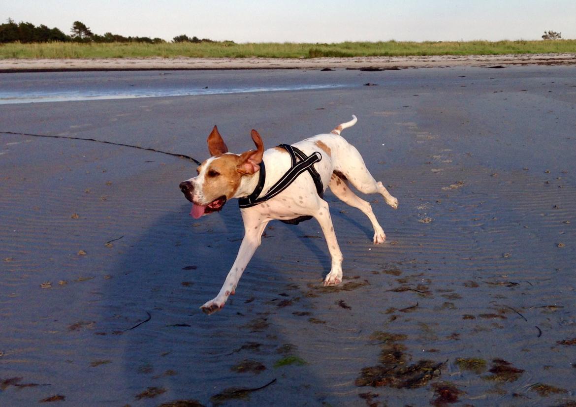 Pointer Oksby Lucca - August 2015 billede 29