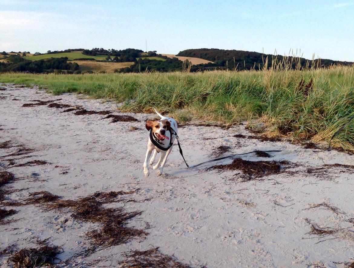 Pointer Oksby Lucca - August 2015 billede 30