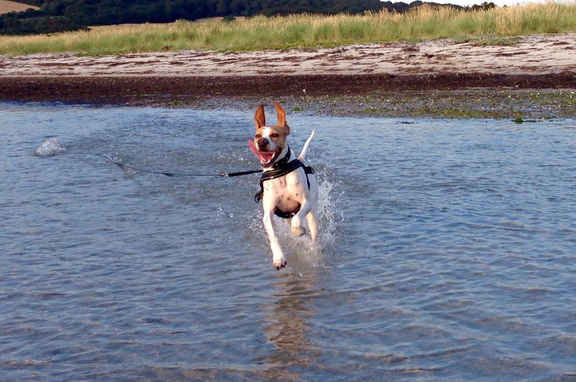 Pointer Oksby Lucca - August 2015. Flapører og tungen ude af munden - yndig dame :D billede 27