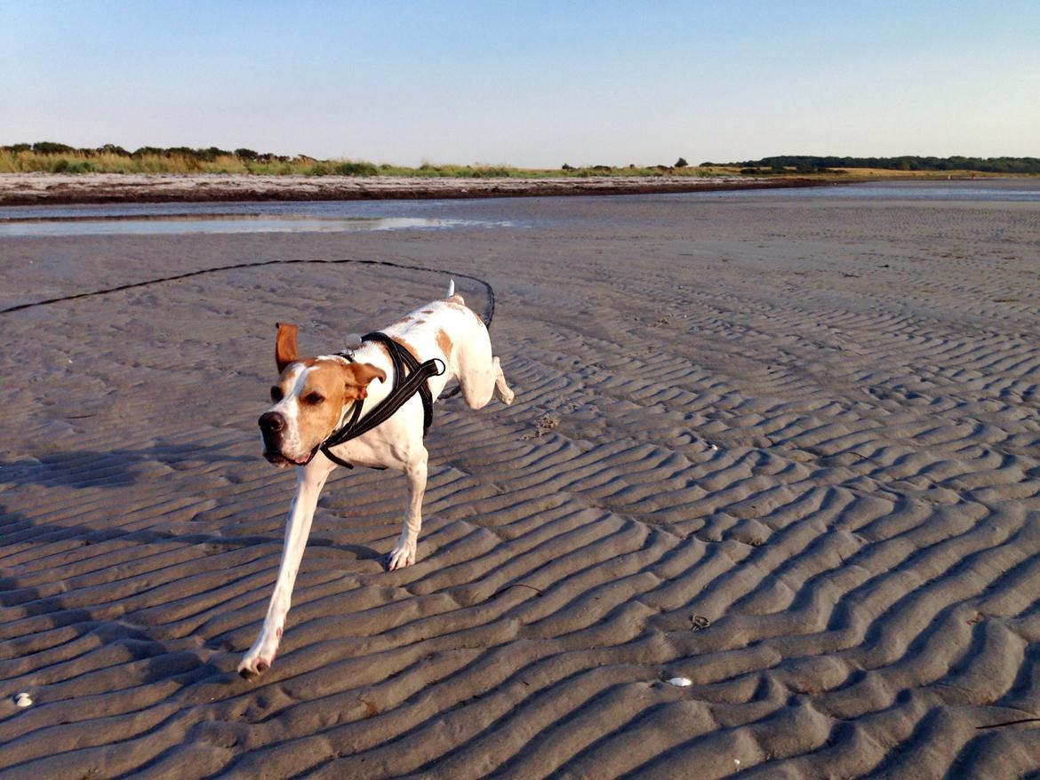 Pointer Oksby Lucca - August 2015 billede 31