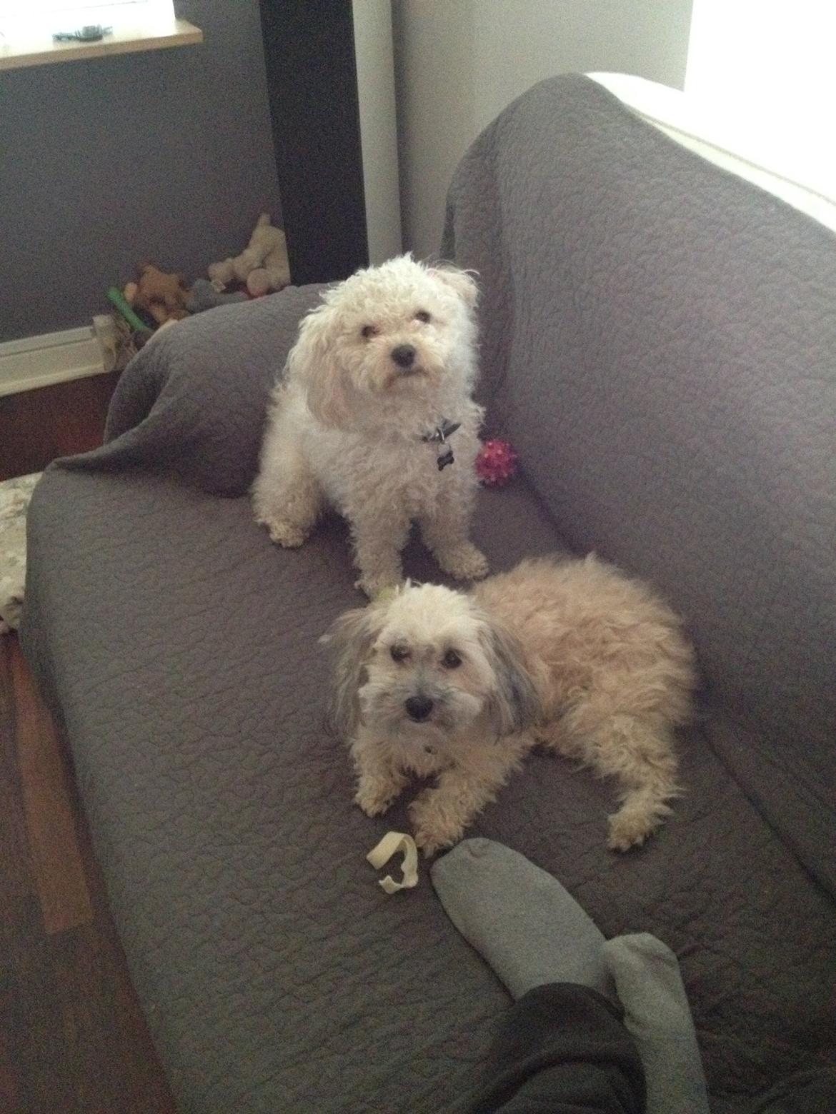 Blanding af racer Malteser/toypuddel PEANUT billede 19