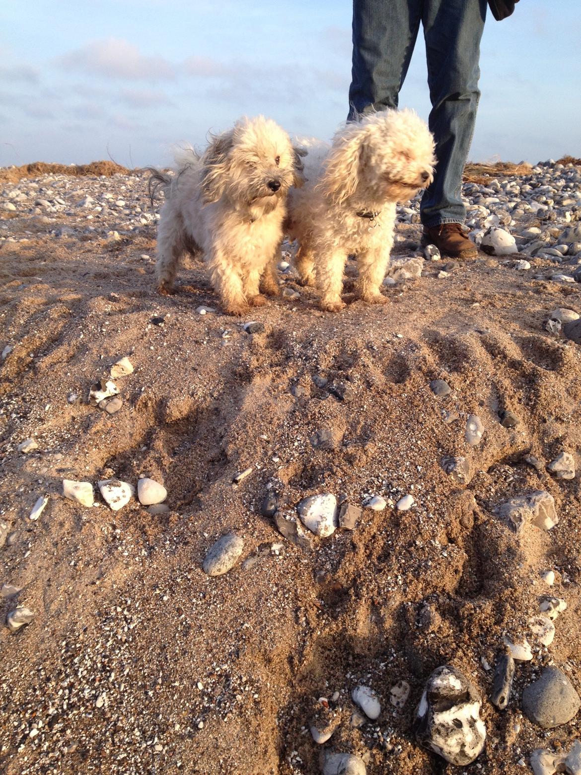 Blanding af racer Malteser/toypuddel PEANUT billede 21