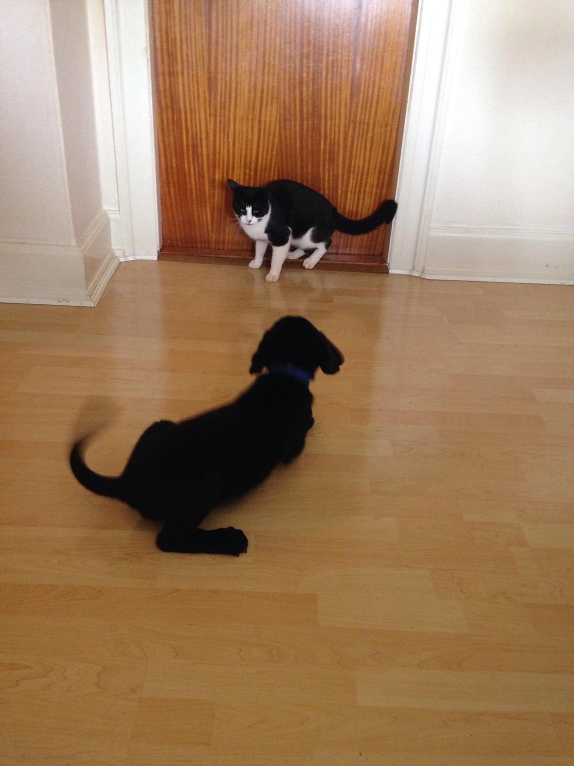 Blanding af racer Simba  billede 2