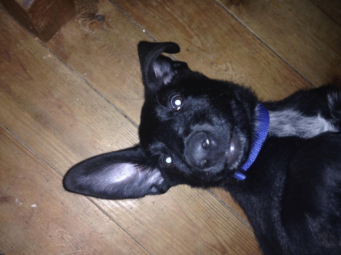 Blanding af racer Simba  billede 3