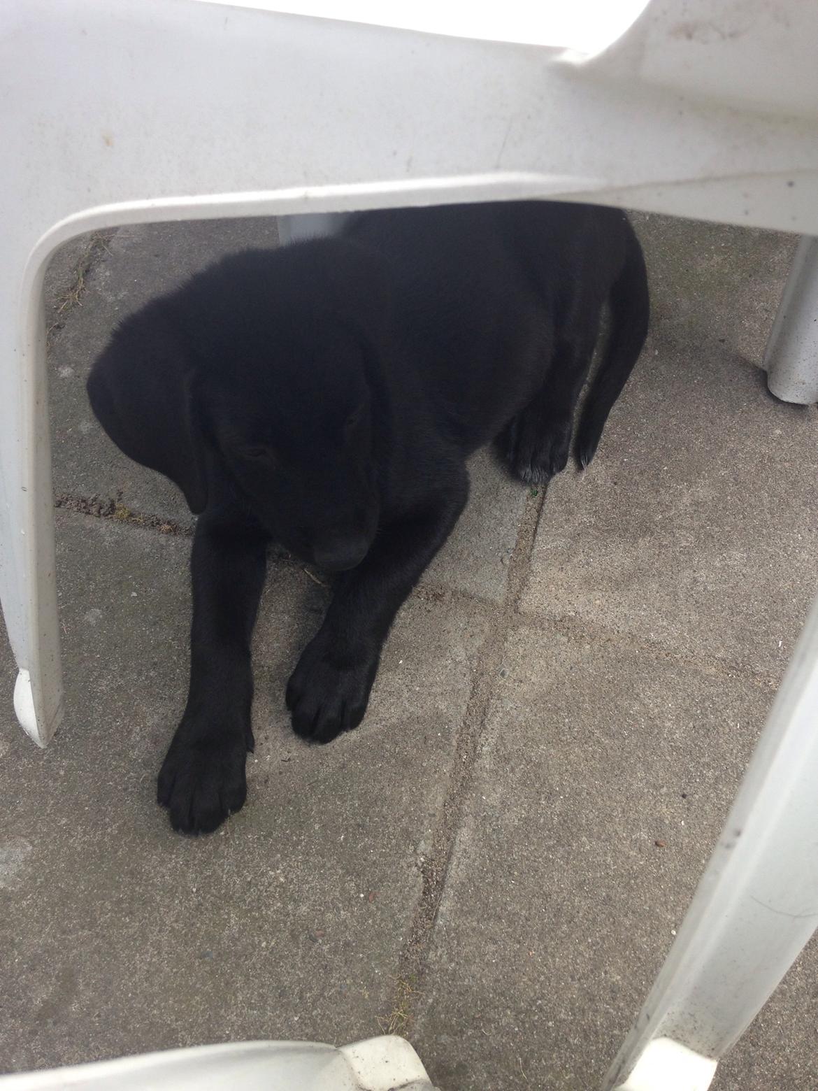 Blanding af racer Simba  billede 1