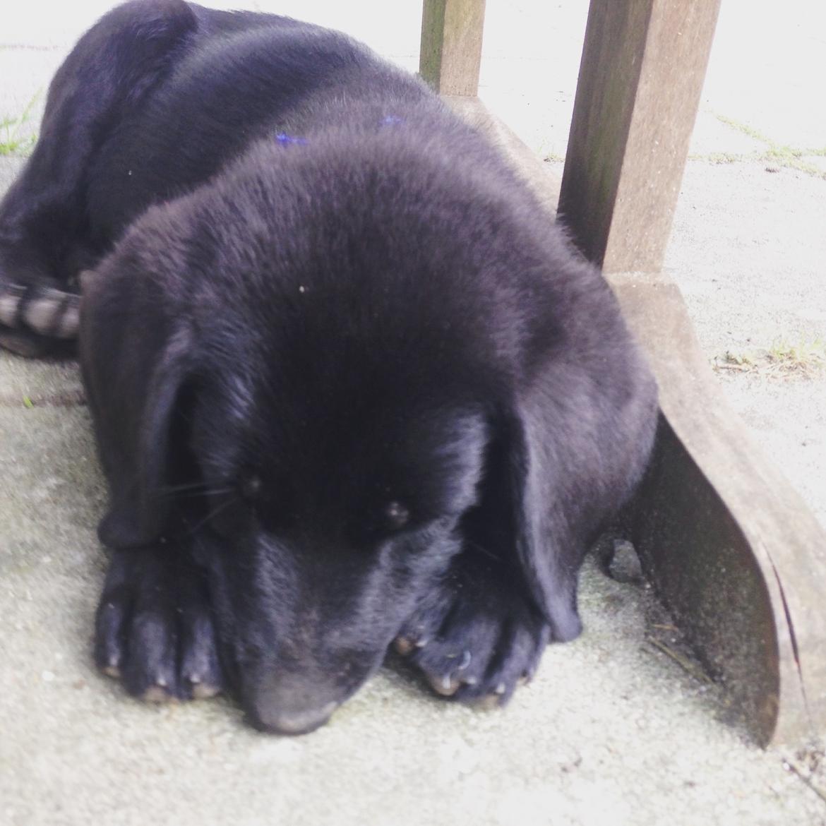 Blanding af racer Simba  billede 5