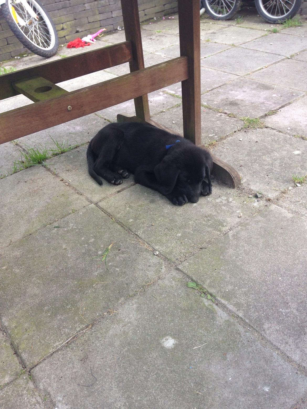 Blanding af racer Simba  billede 4