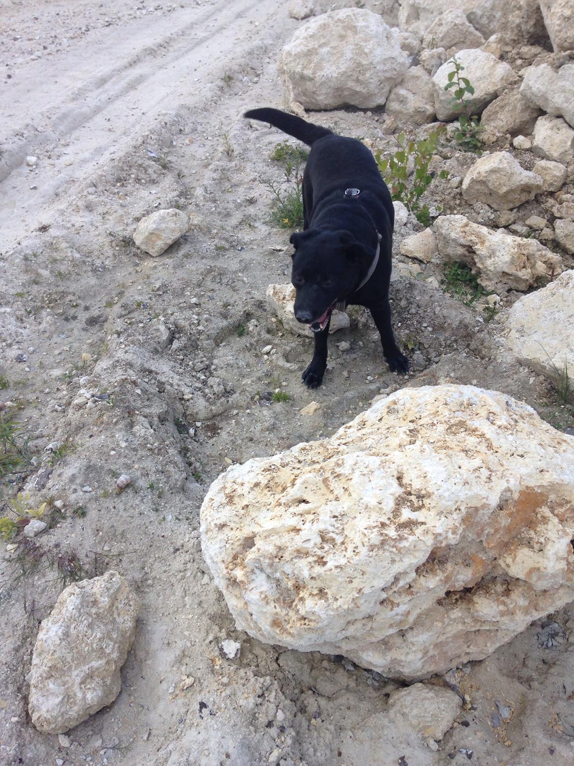 Blanding af racer Chang  billede 1