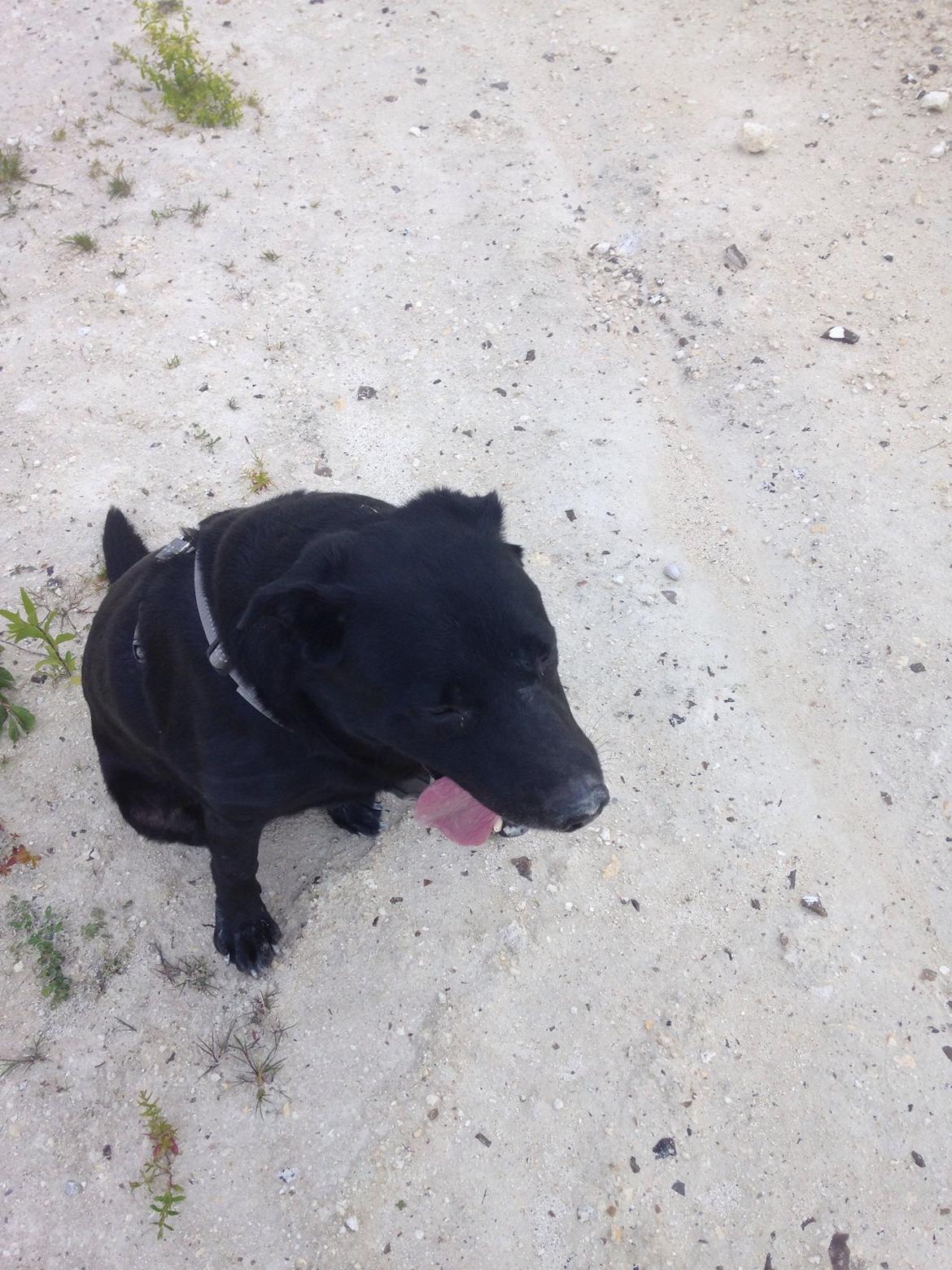 Blanding af racer Chang  billede 2