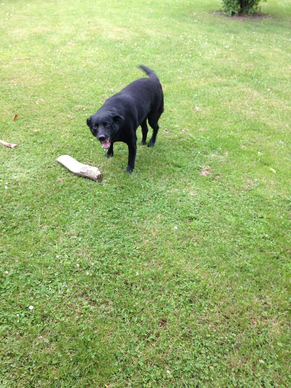 Blanding af racer Chang  billede 4