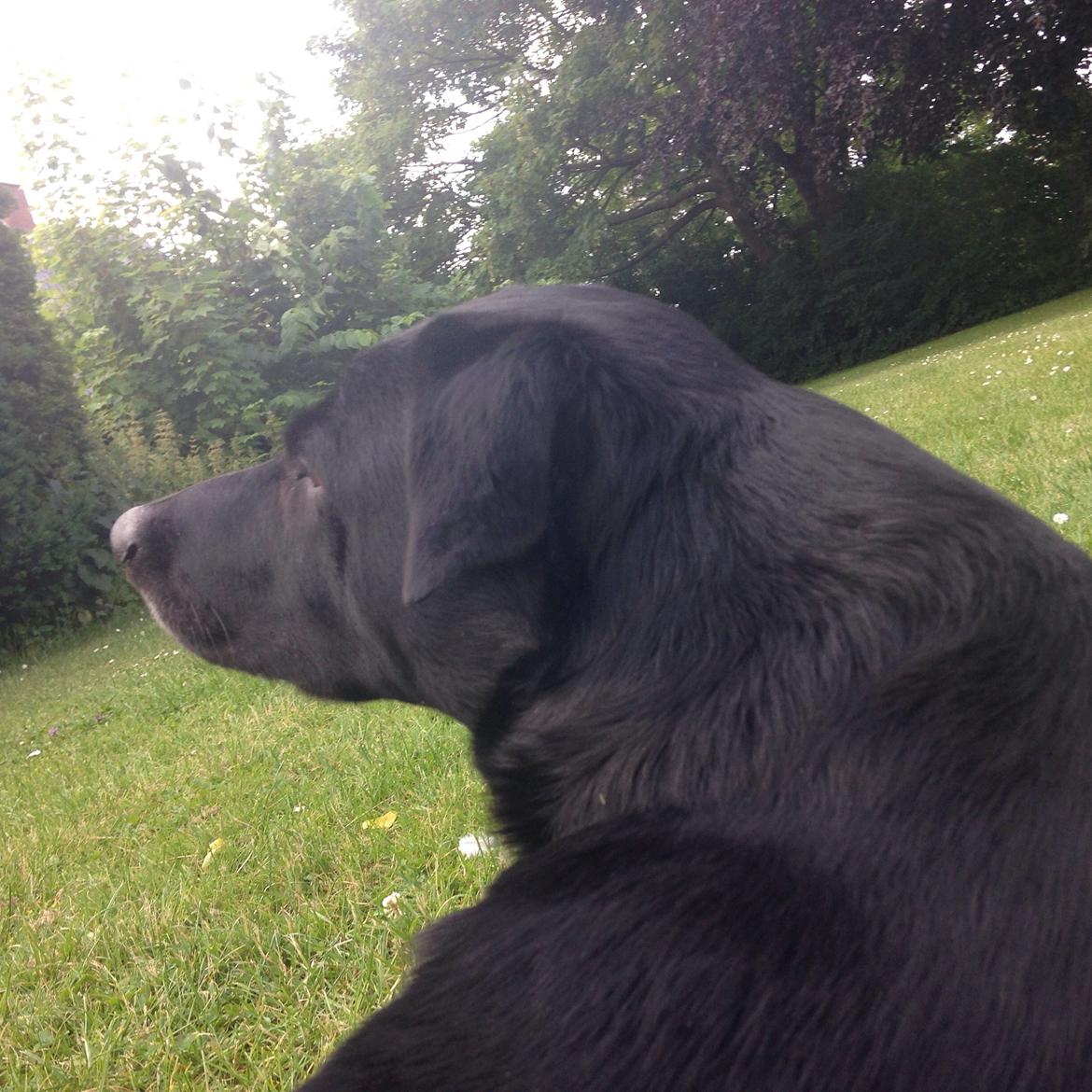 Blanding af racer Chang  billede 5