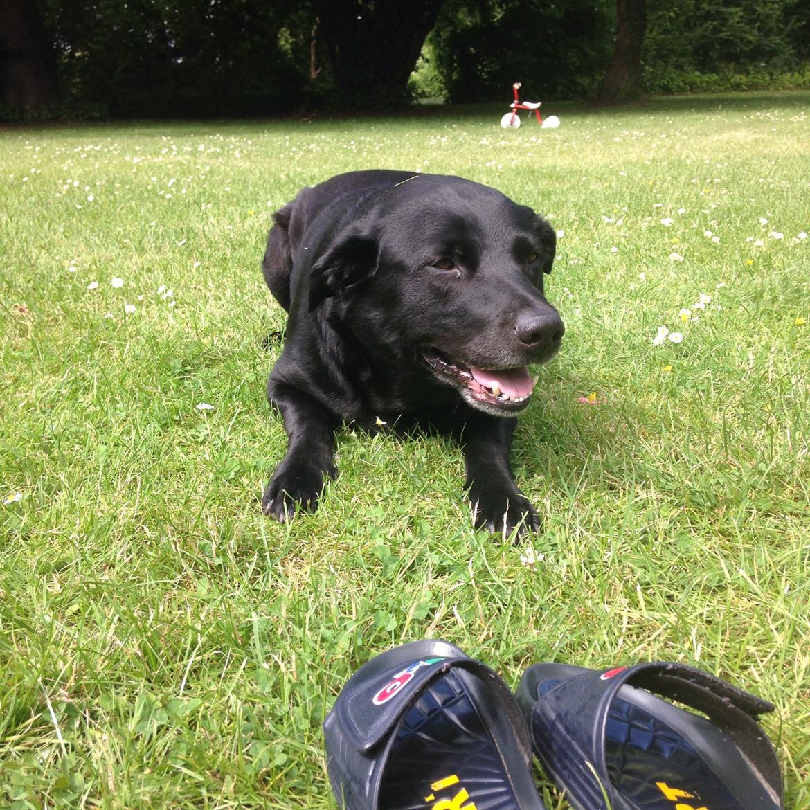 Blanding af racer Chang  billede 6