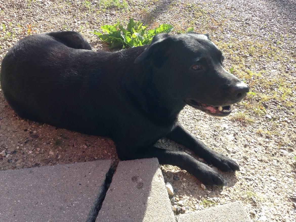 Blanding af racer Chang  billede 3