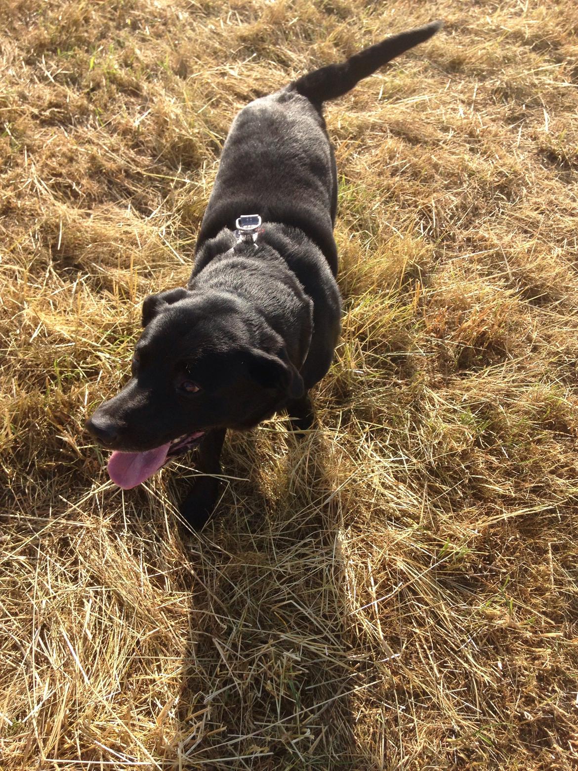 Blanding af racer Chang  billede 8