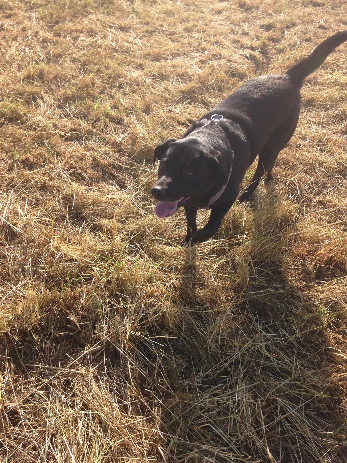 Blanding af racer Chang  billede 7