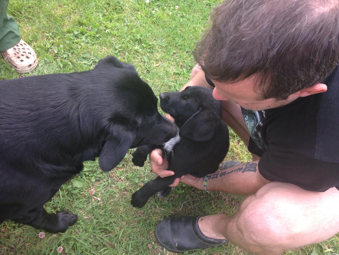 Blanding af racer Chang  billede 9