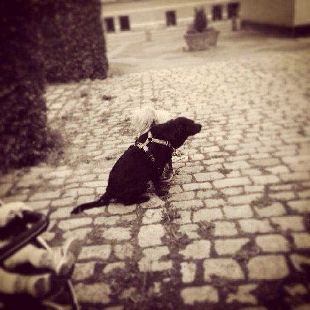 Blanding af racer Chang  billede 11